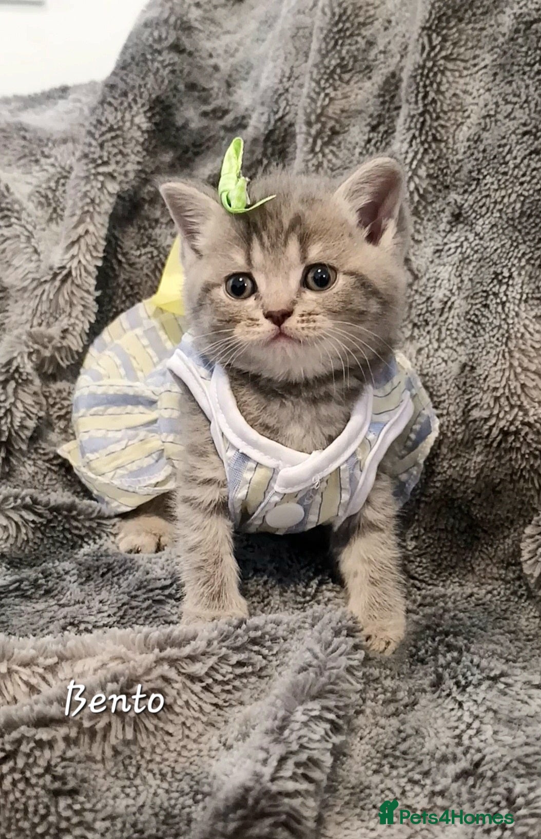 British Shorthair cats Rose gold British Shorthair  - Advert 10