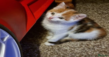 Mixed Breed cats - Advert 3