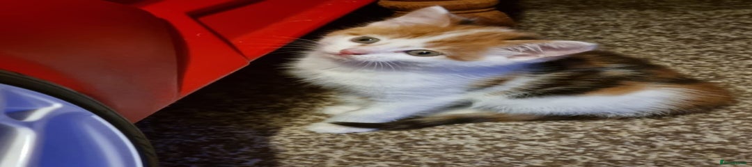 Mixed Breed Kitten 5