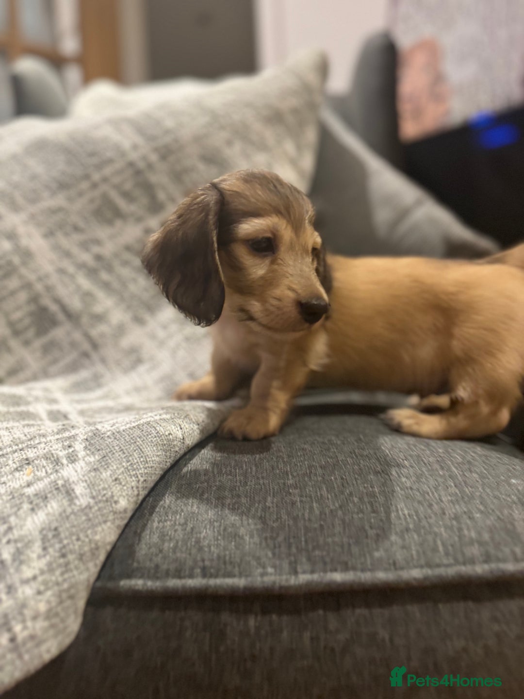 Miniature Dachshund dogs for sale: English Cream KC Reg PRA Clear Mini Dachshund  - Advert 3