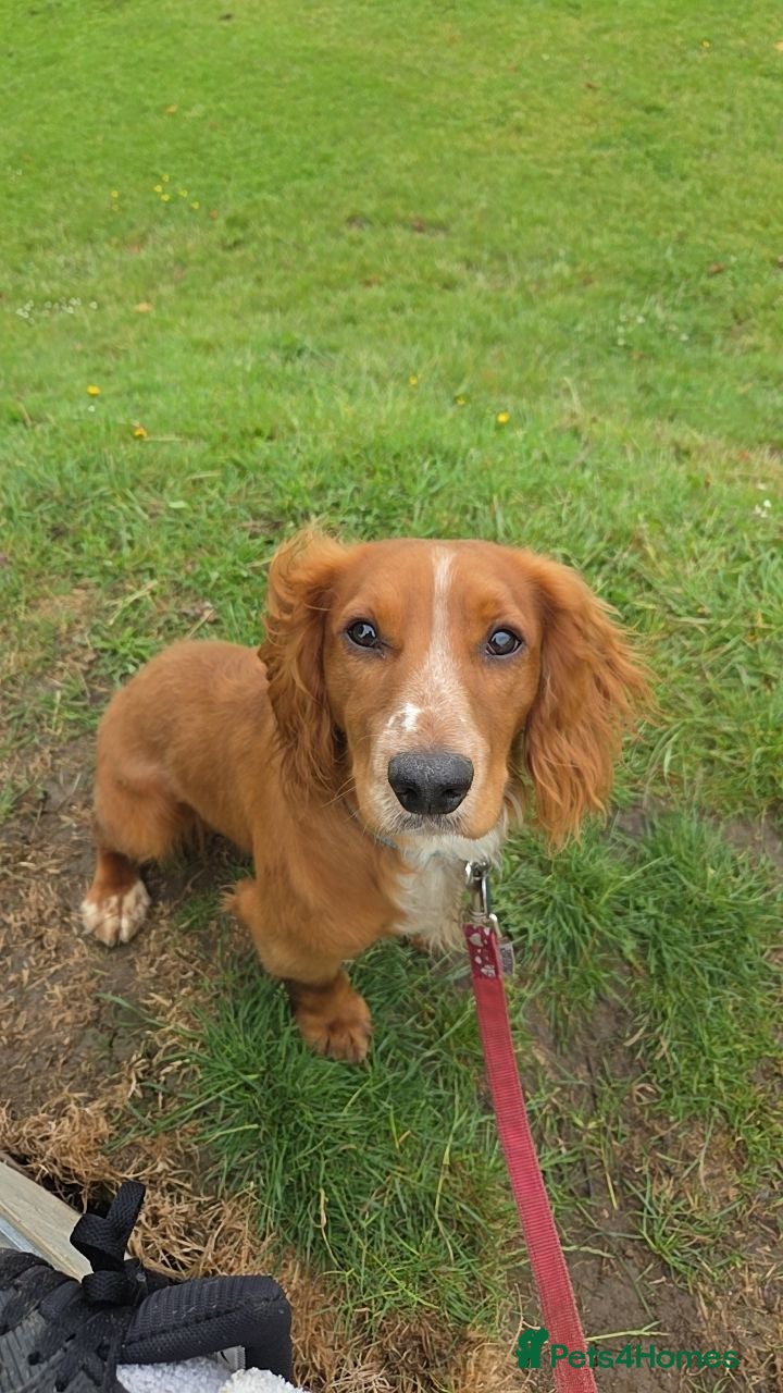 Cocker Spaniel dogs Male cocker spaniel - Advert 11