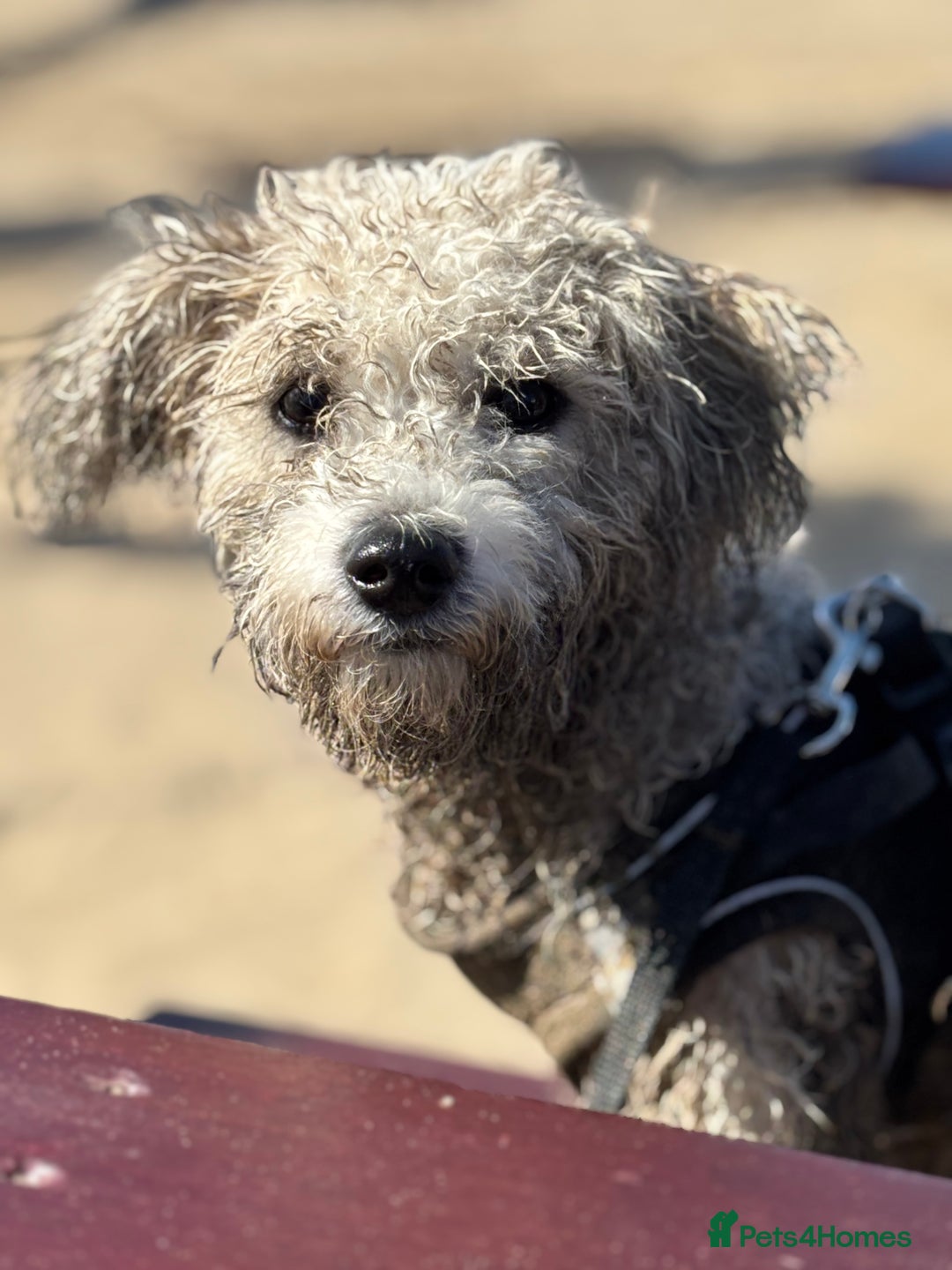 Zuchon dogs for sale: Looking for a loving home in Dudley - Image 5