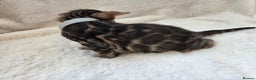 Bengal cats for sale: Tica register Bengal Kittens 😸  - Advert 20
