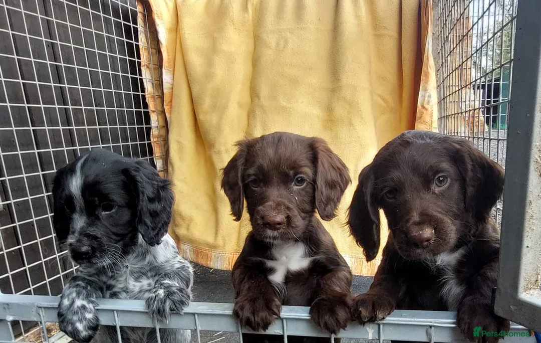 Sprocker dogs for sale: Gorgeous sprockers - Advert 2