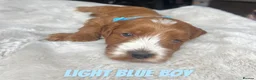Cockapoo dogs for sale: F1 Cockapoo Puppies PRA Clear! KC Parents!  in Sittingbourne - Advert 14