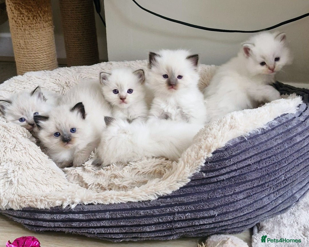 Ragdoll cats for sale: 🐾 Gorgeous Ragdoll Kittens.Ready 22nd December 🐾 - Image 1