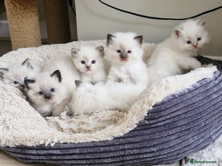 Ragdoll cats for sale - Advert 1
