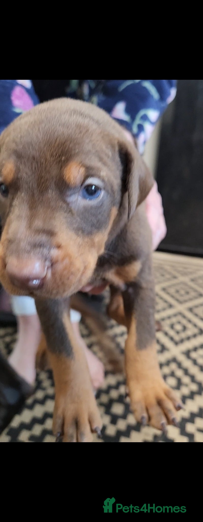 Dobermann dogs Doberman puppies European parents  - Advert 6