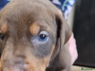 Dobermann dogs Doberman puppies European parents - Advert 4