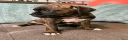 Boxer dogs for sale: Exceptional Boxer in Southampton - Advert 3