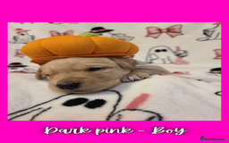 Goldador dogs for sale: Goldador puppies - Image 17