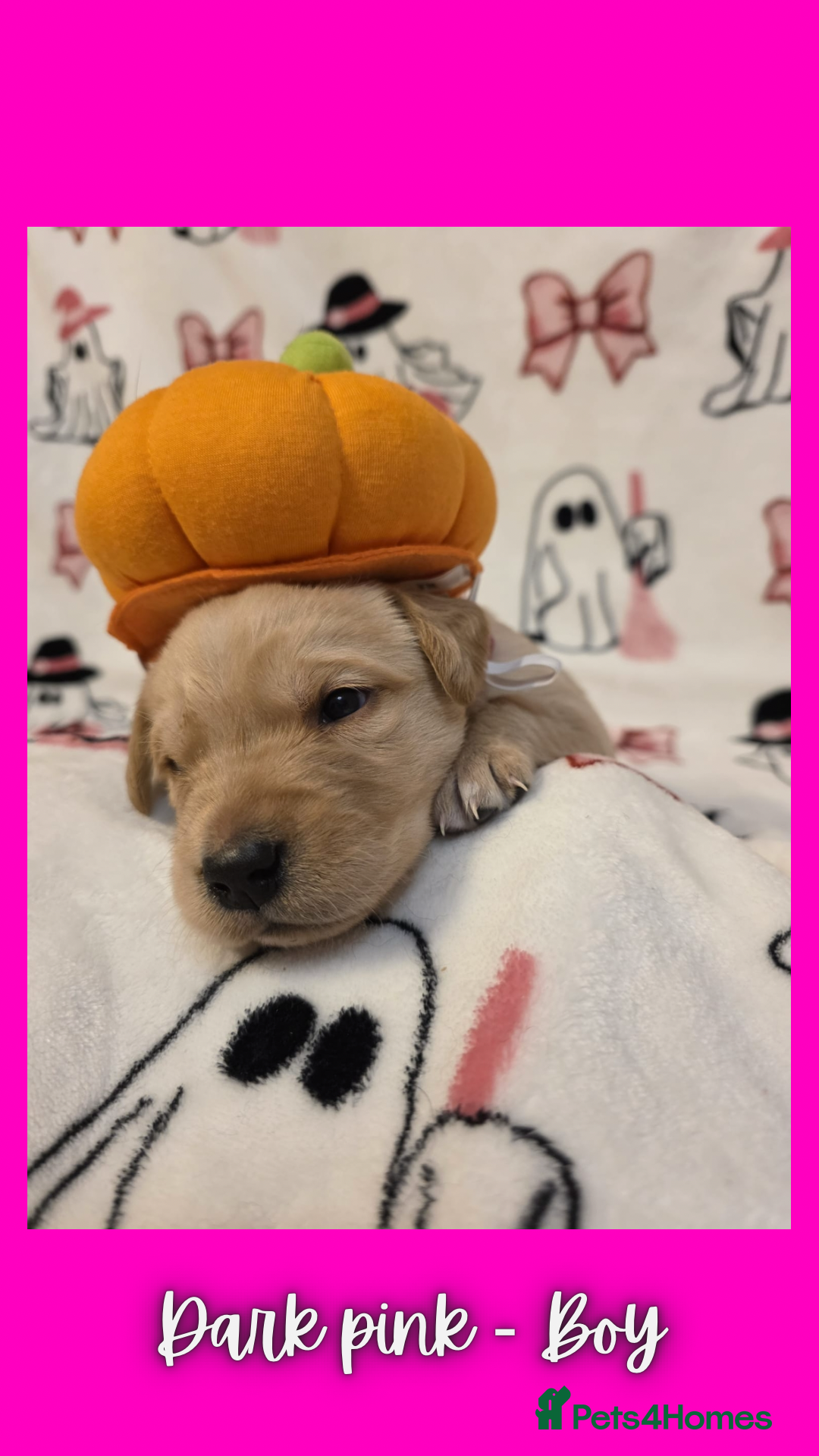 Goldador dogs for sale: Goldador puppies - Image 17