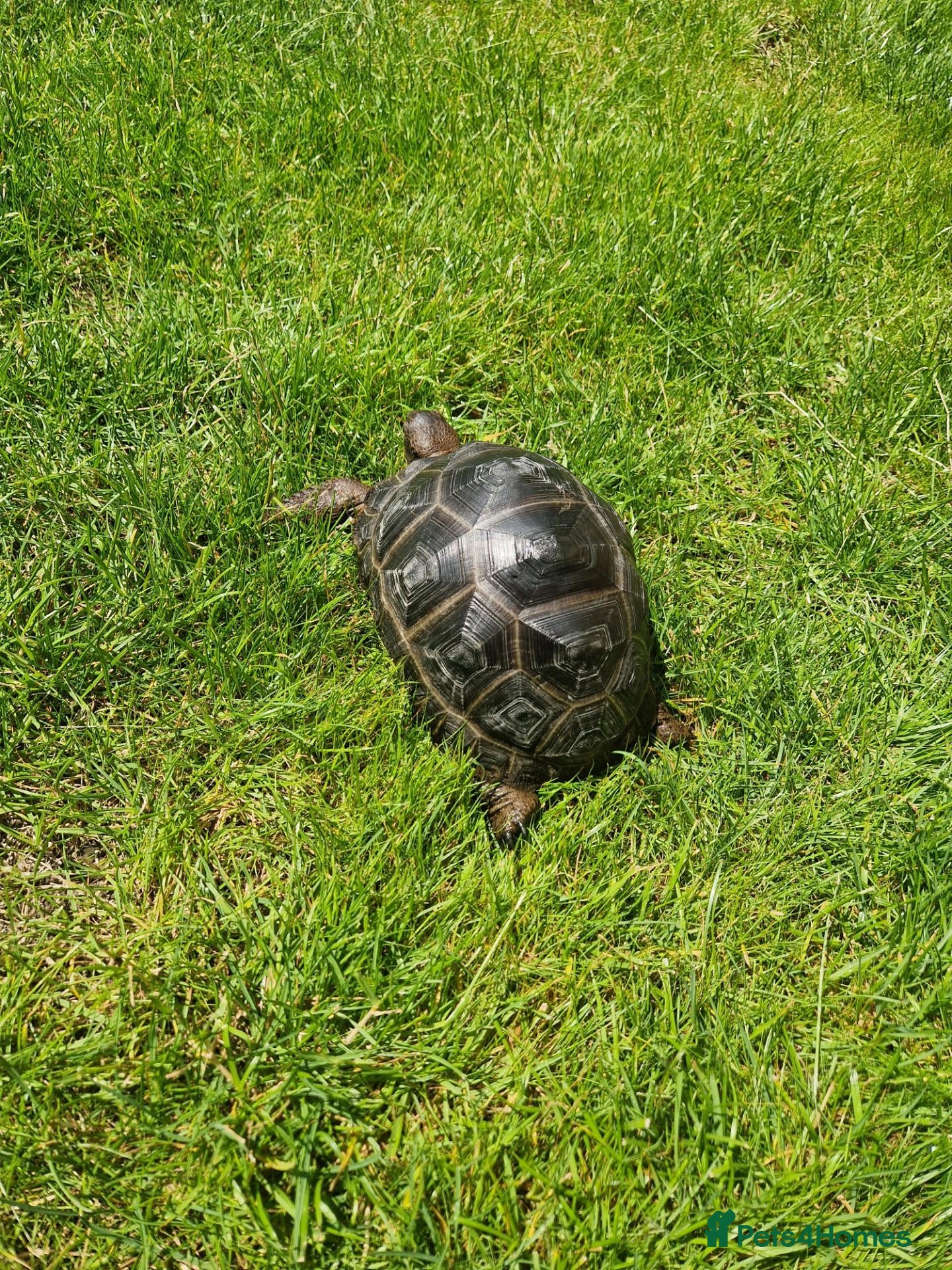Tortoise reptiles Cb24 aldabra tortoise - Advert 5