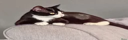 Mixed Breed cats for adoption: Sweet kittens looking for their forever homes - Advert 7
