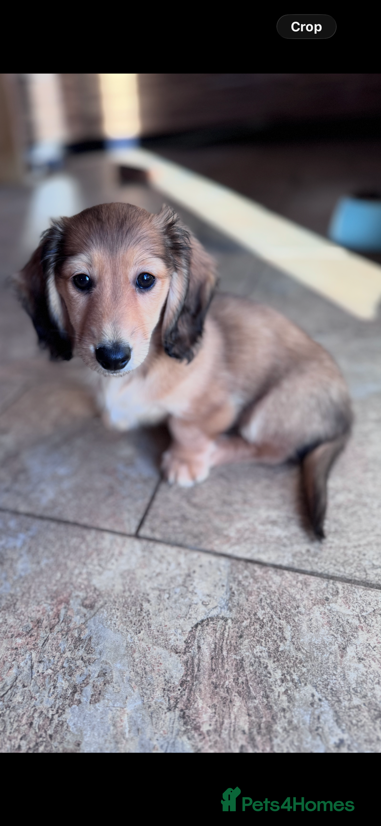 Miniature Dachshund dogs Minature dachshunds long haired ONE boy left  - Advert 7