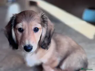 Miniature Dachshund dogs Minature dachshunds long haired ONE boy left - Advert 7