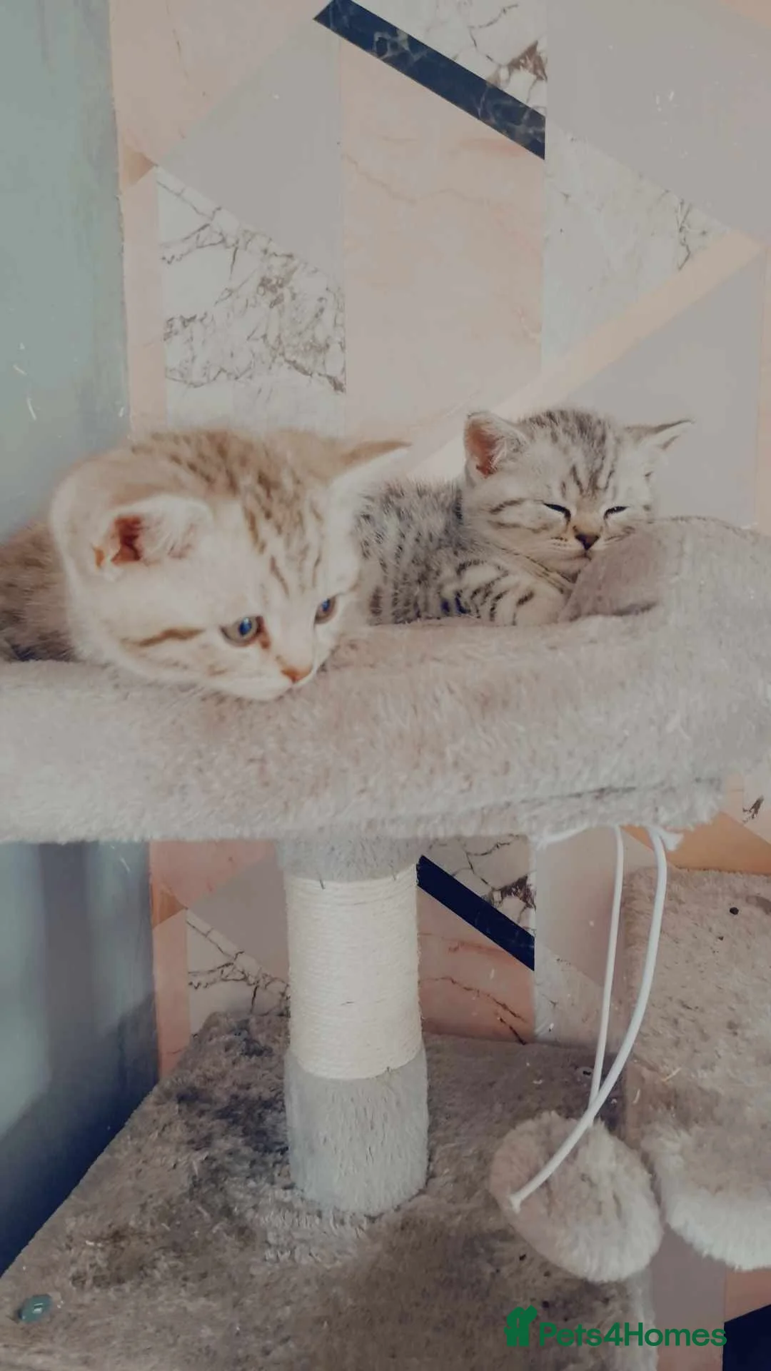 British Shorthair cats for stud: Big British short-haired male stud!  - Advert 4