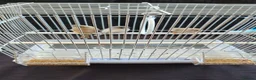 Finches birds for sale: 1 male canary  - Advert 4