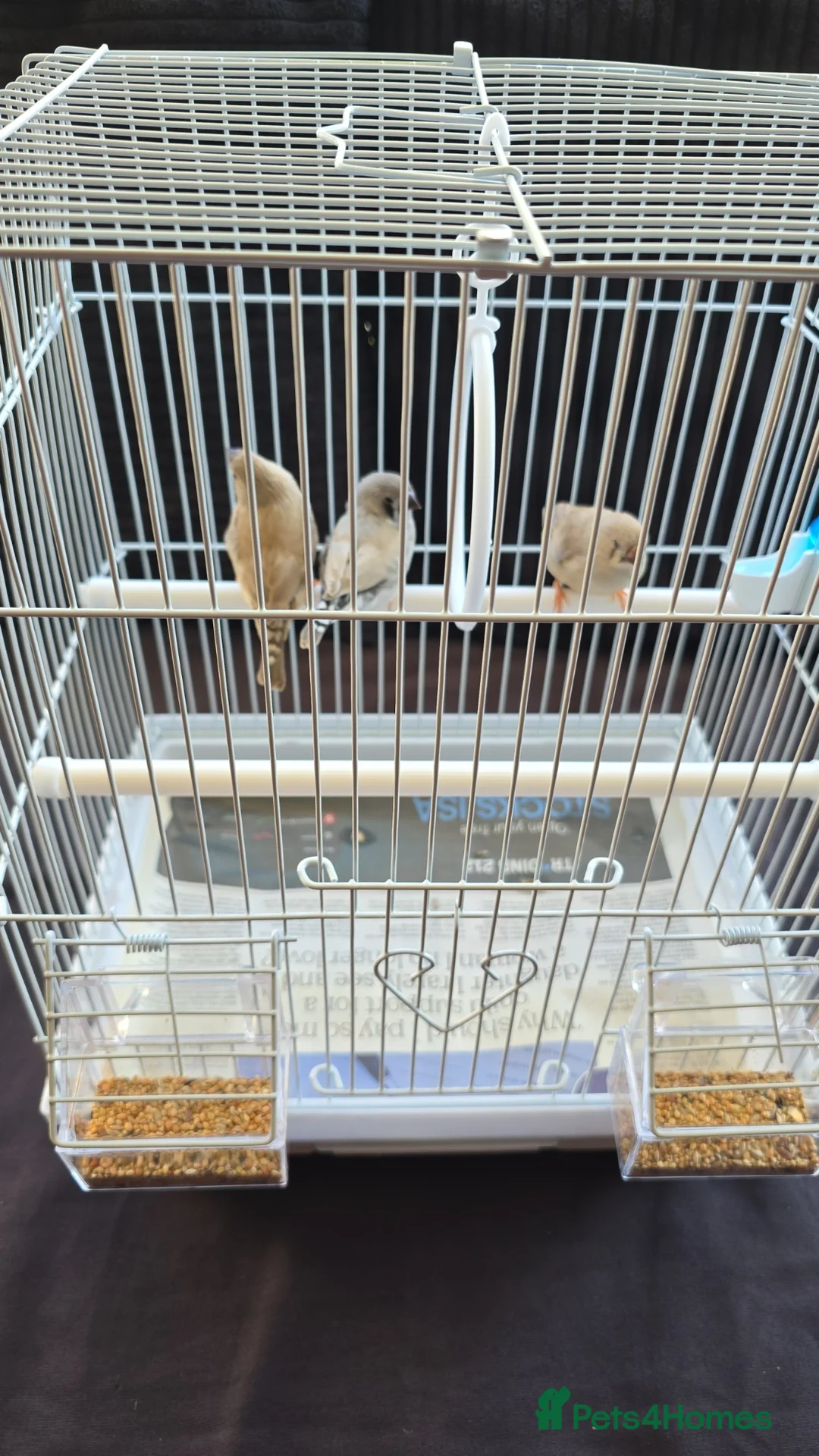 Finches birds for sale: 1 male canary  - Advert 4