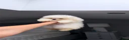Pomeranian dogs for sale: SHOW QUALITY KOREAN WHITE POMERANIAN PUPPIES  - Advert 16