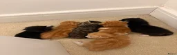 Mixed Breed cats for sale: 3 male 3 female cute kittens - Advert 12