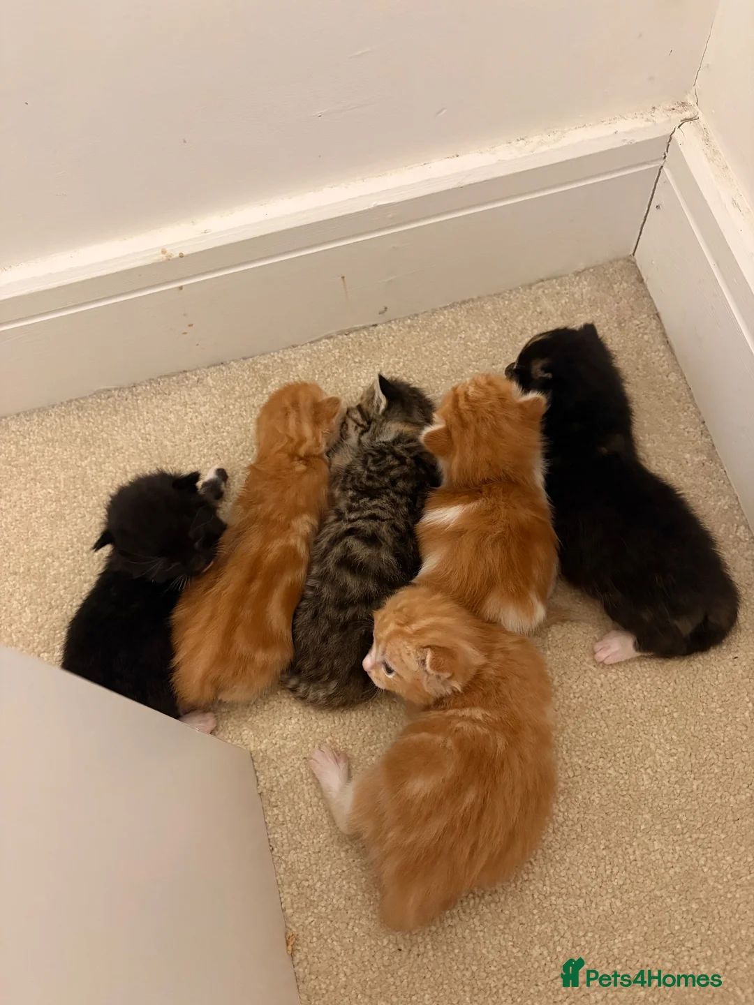 Mixed Breed cats for sale: 3 male 3 female cute kittens - Advert 12