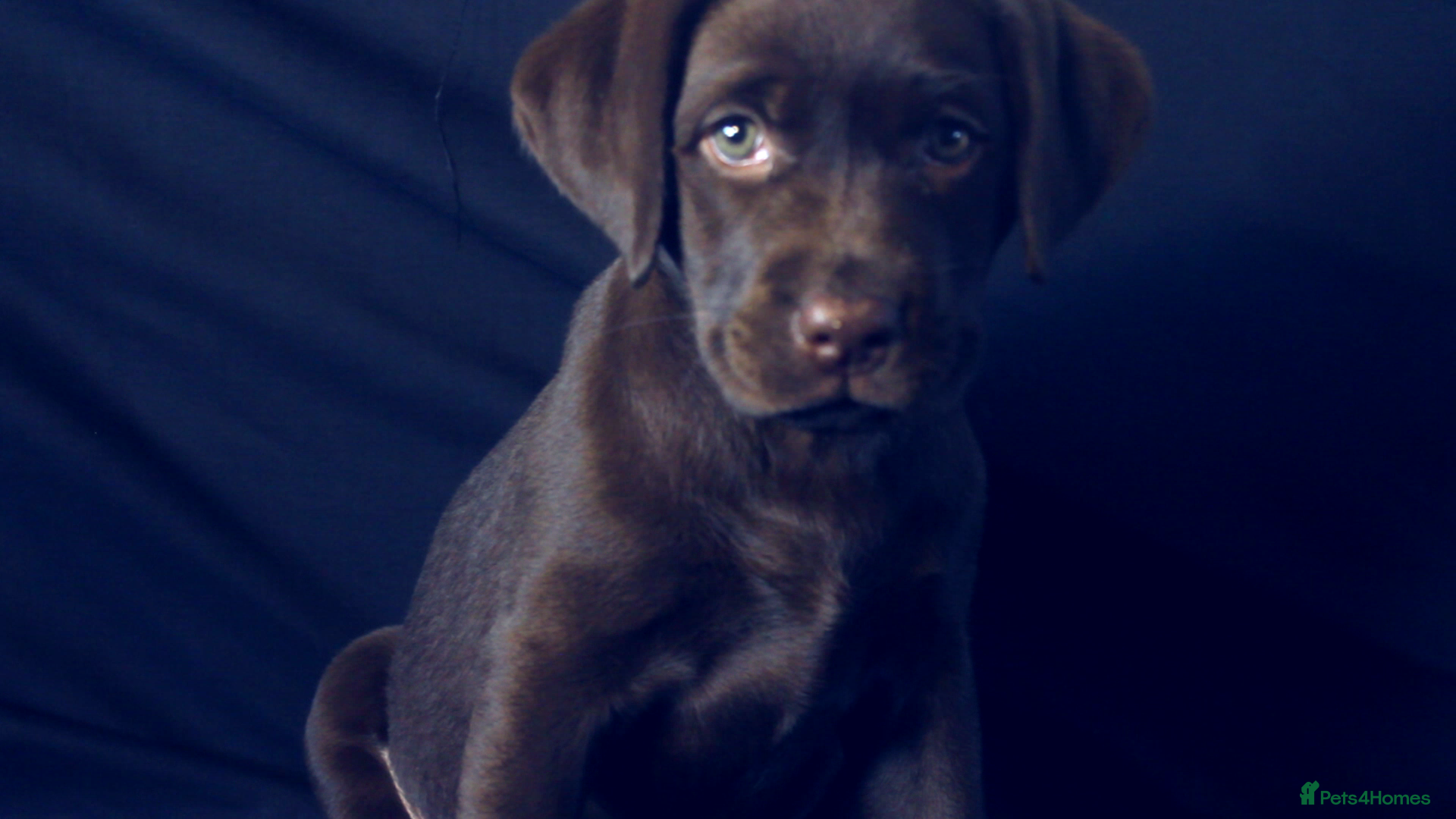 Labrador Retriever dogs Chocolate Labrador - Advert 2