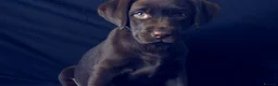 Labrador Retriever dogs for sale: Chocolate Labrador in Glasgow - Advert 2