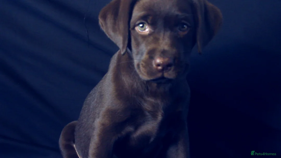 Labrador Retriever dogs for sale: Chocolate Labrador in Glasgow - Advert 2