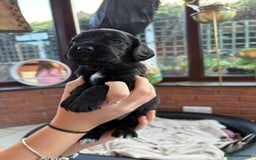 Sprocker dogs for sale: Male Sprocker spaniel puppies  - Advert 4