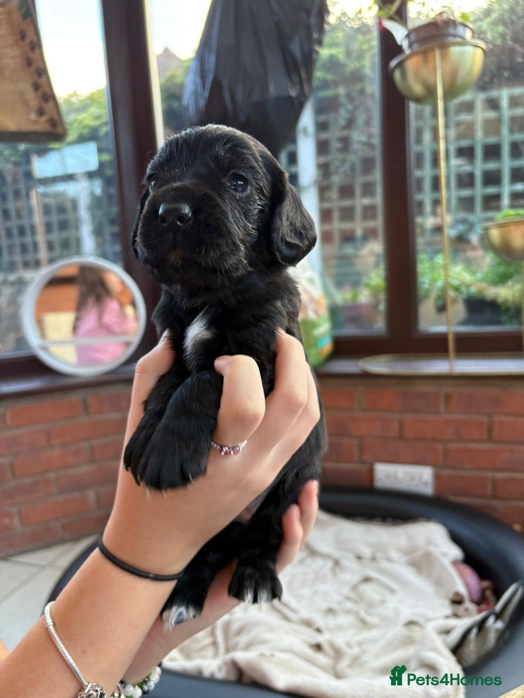 Sprocker dogs for sale: Male Sprocker spaniel puppies  - Advert 4
