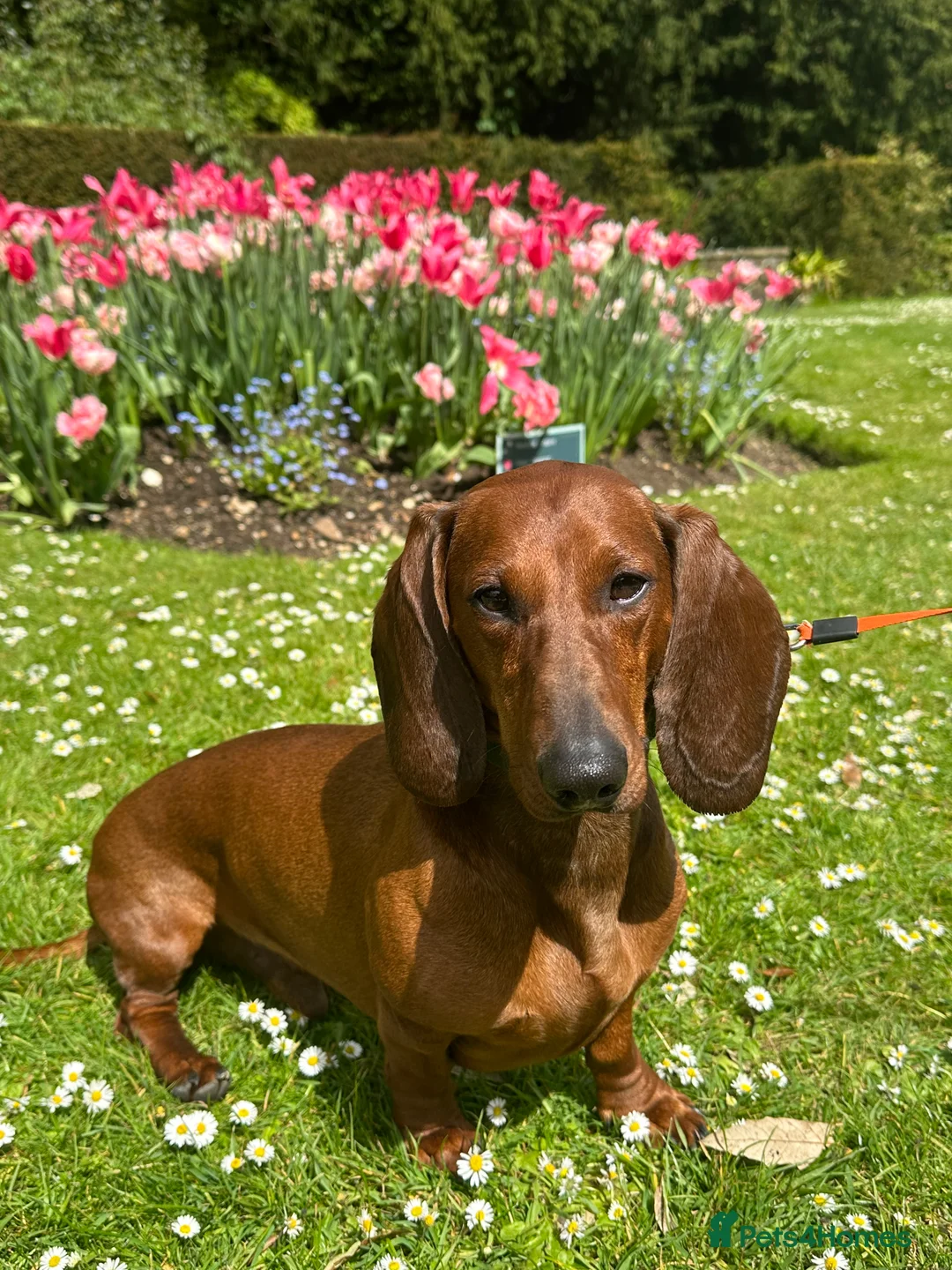 Dachshund dogs for stud: KC Standard smooth red hair dachshund  stud in Banbury - Advert 4