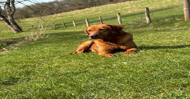 Labrador Retriever dogs - Advert 10