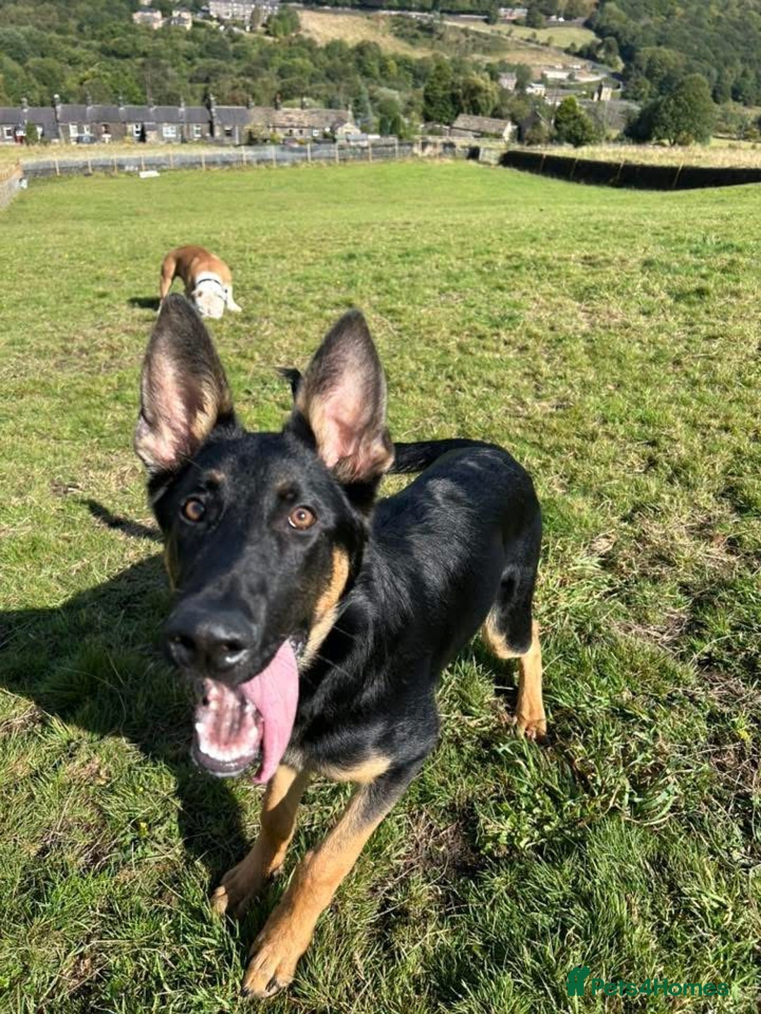 German Shepherd dogs for sale: German sherpard male puppy  - Advert 6