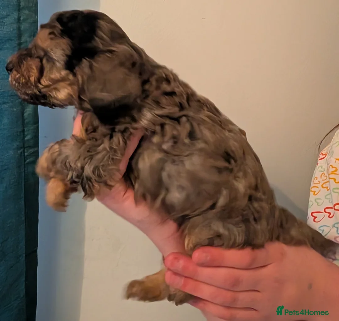 Cockapoo dogs for sale: F2b cockapoo pups Super Cute. Health test parents - Advert 29