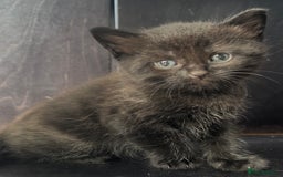 Domestic Shorthair cats for sale: Male Black Domestic Shorthair Kitten - Image 8