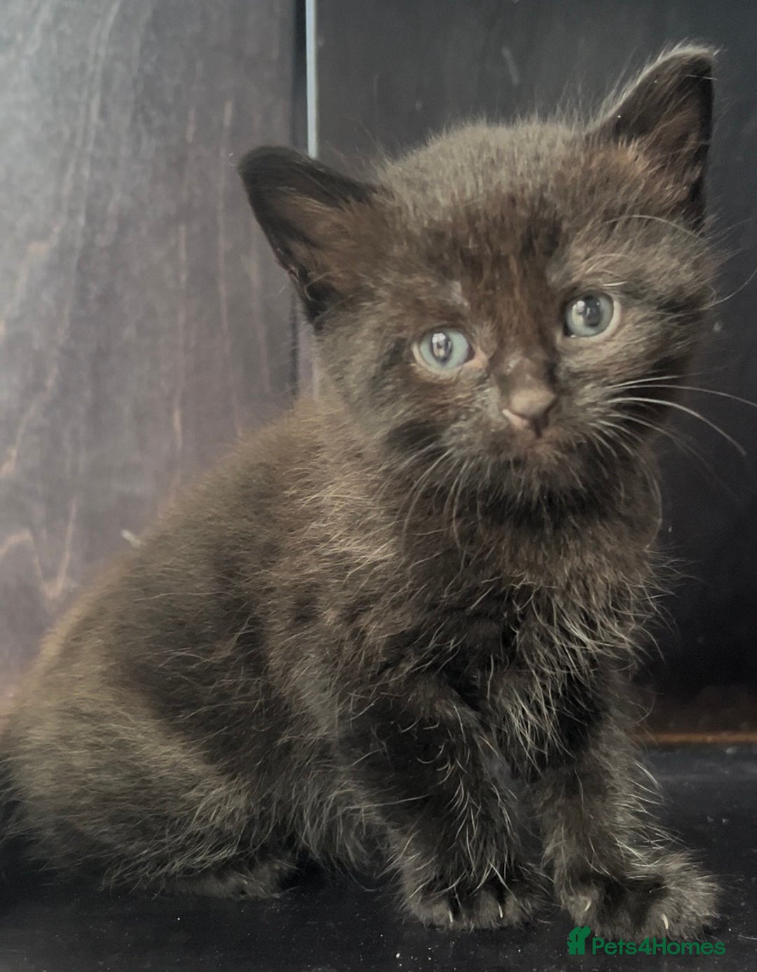 Domestic Shorthair cats for sale: Male Black Domestic Shorthair Kitten - Image 8