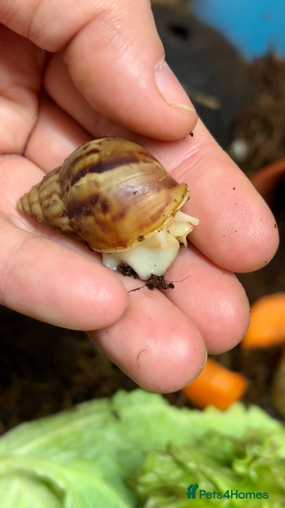 Snails invertebrates for sale: 🐌 Giant African Land Snail Babies 🐌  - Advert 5