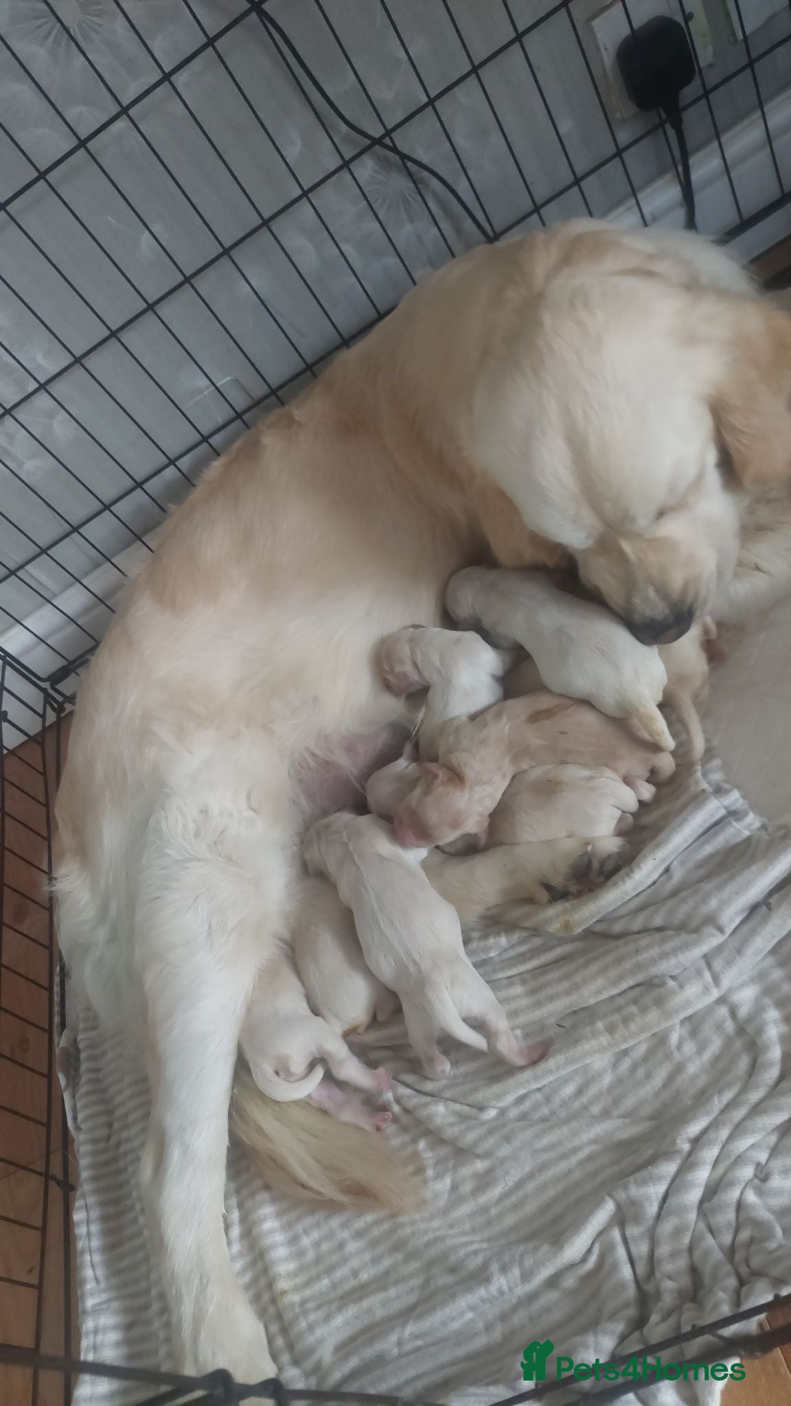 Golden Retriever dogs Beautiful kc registered golden retriever puppies  - Advert 1
