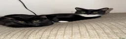 Mixed Breed cats for sale: Kittens Looking For Their Forever Homes! 🐾💕 - Advert 17