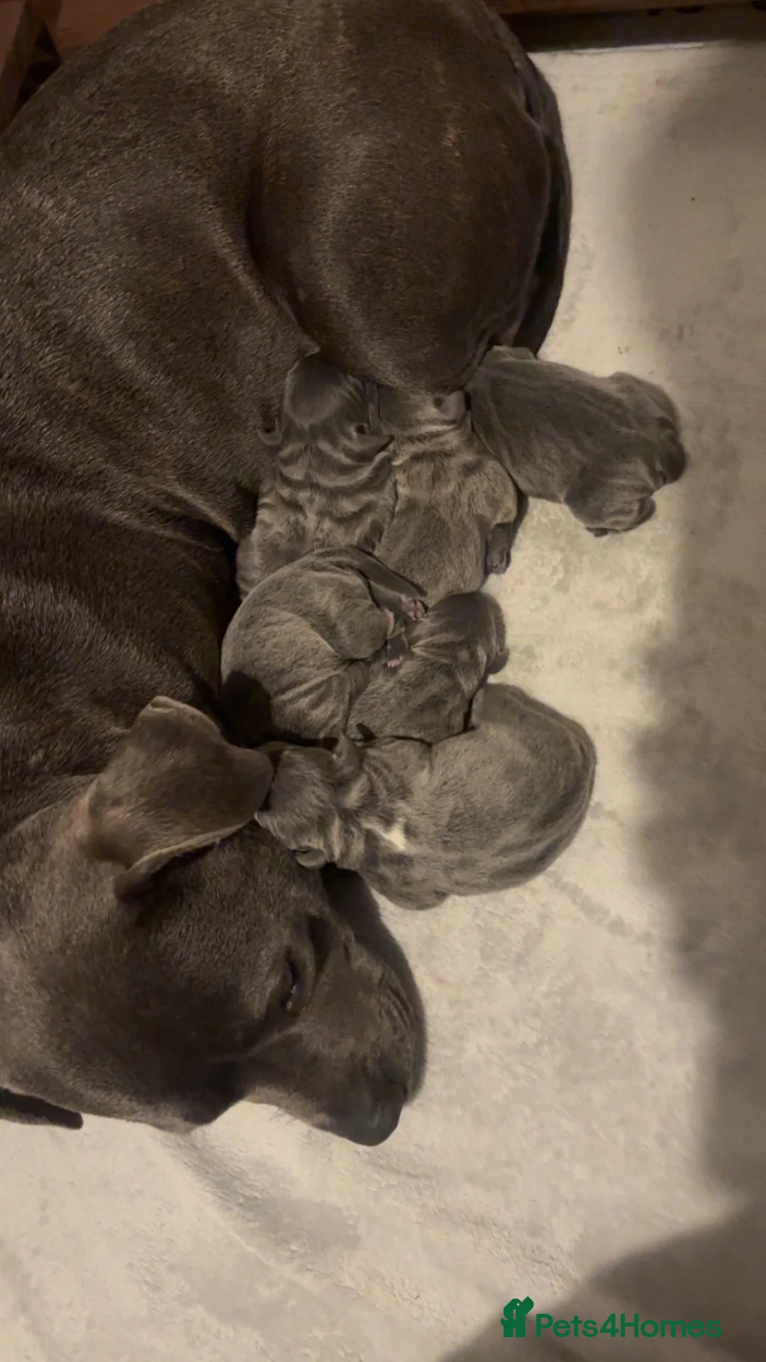 Staffordshire Bull Terrier dogs for sale: Beautiful blue staffy pups for sale x - Advert 1