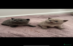 British Shorthair cats for sale: Lilac Male British Shorthair for Sale - Advert 5