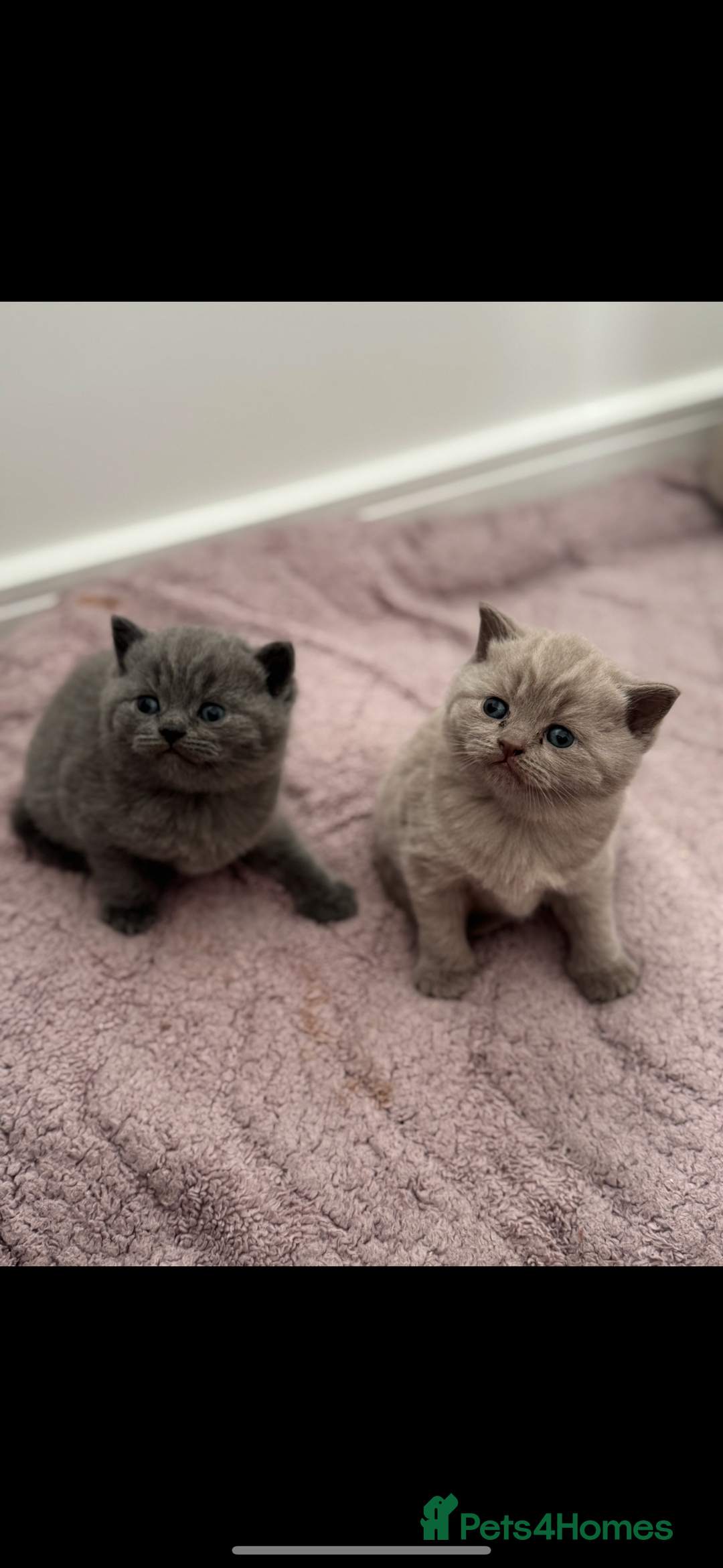 British Shorthair cats for sale: Lilac Male British Shorthair for Sale - Advert 5