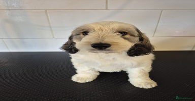 Cockapoo dogs Cockapoo Puppies - Advert 13