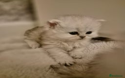 Persian cats for sale: Pure chinchilla Persians!!  - Image 12