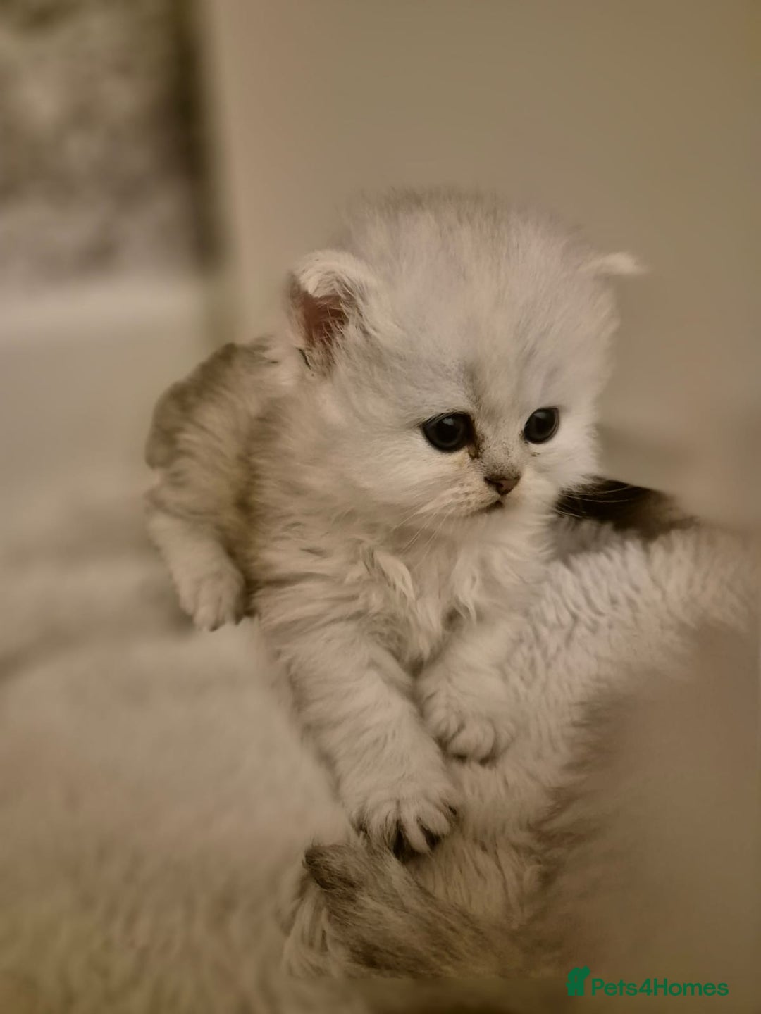 Persian cats for sale: Pure chinchilla Persians!!  - Image 12