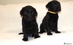 Labrador Retriever dogs for sale: KC registered puppies, health tested parents - Image 6
