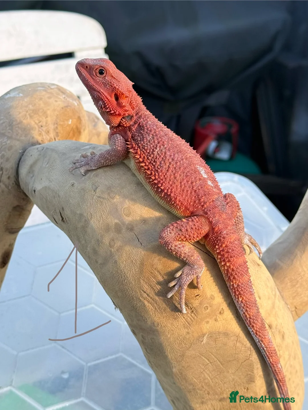 Bearded Dragon reptiles for sale: Bearded Dragon. Red Monster line - Advert 1