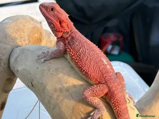 Bearded Dragon reptiles Bearded Dragon. Red Monster line - Advert 6