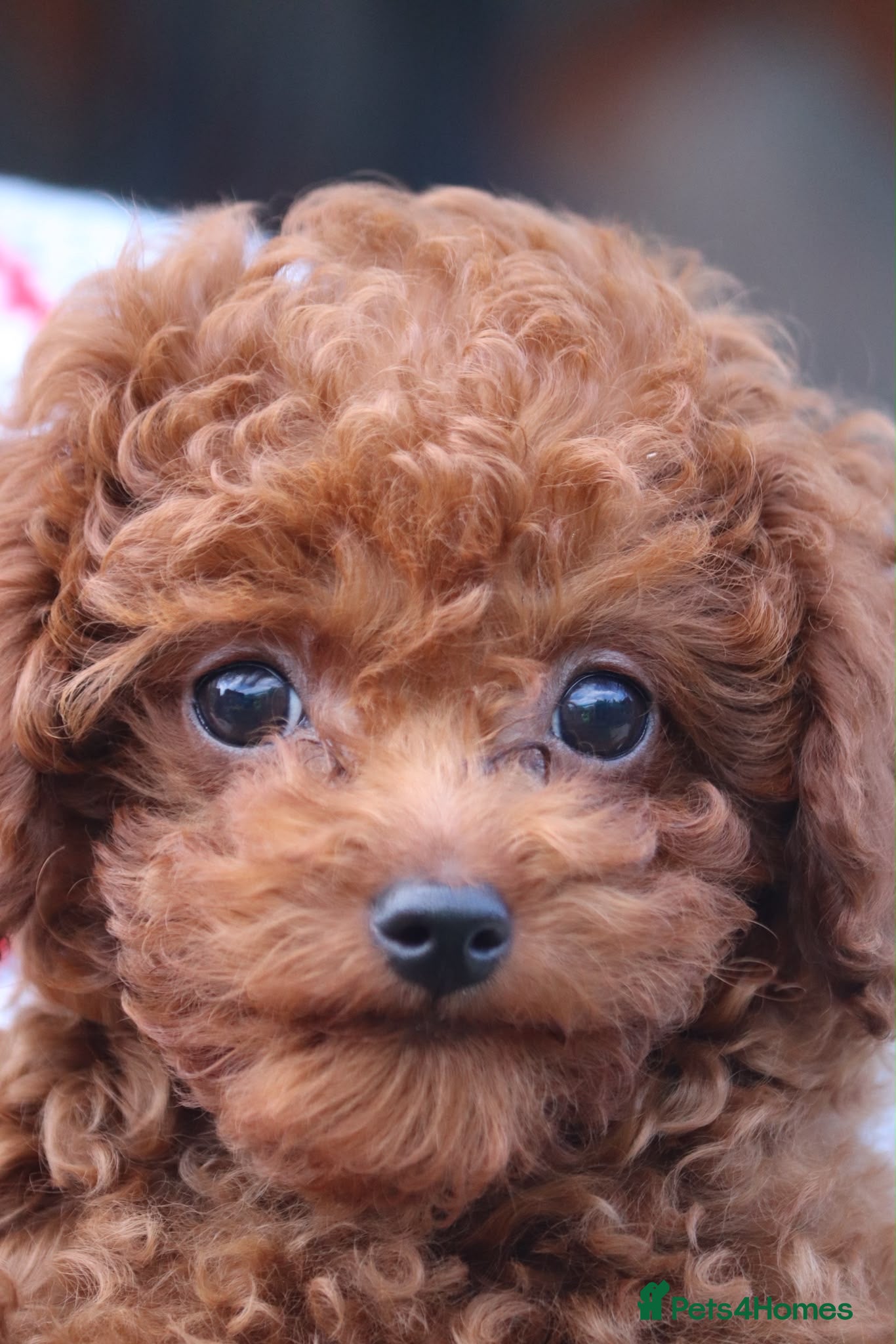 Toy Poodle dogs Asian Toy Poodle  - Advert 1